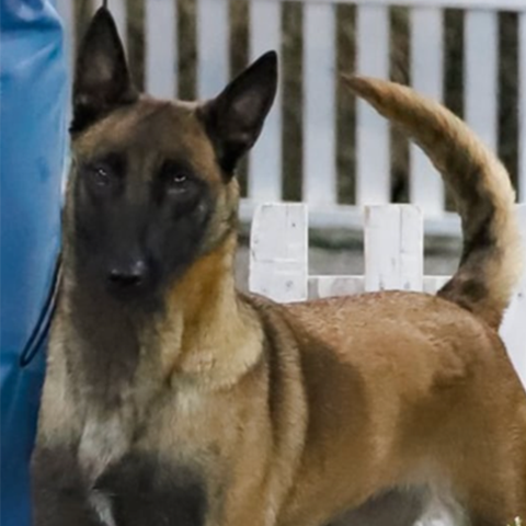 Belgian Shepherd Malinois